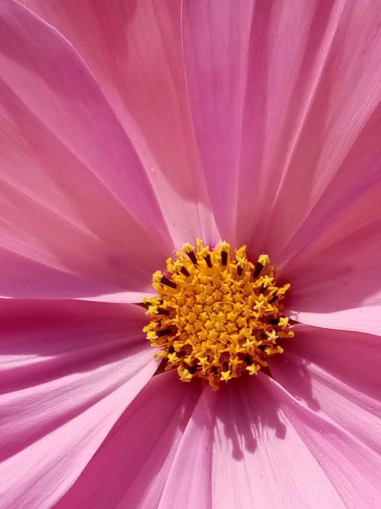 pink and yellow flower with a center