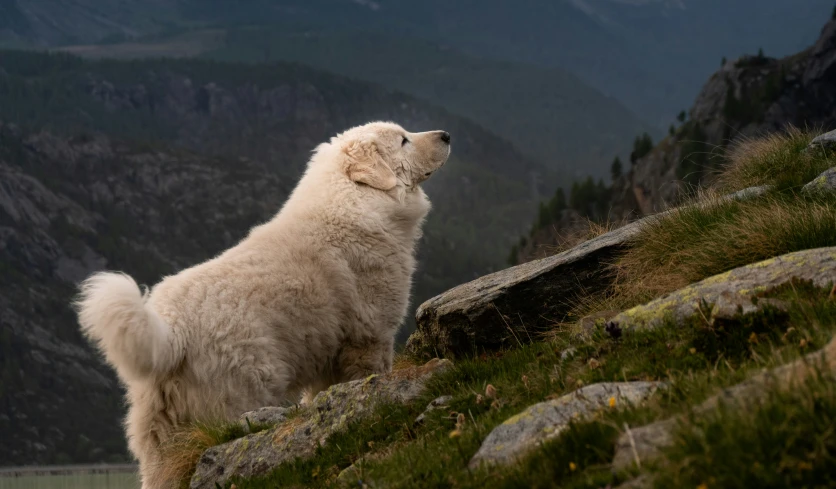 a big white dog sitting on top of a grassy field