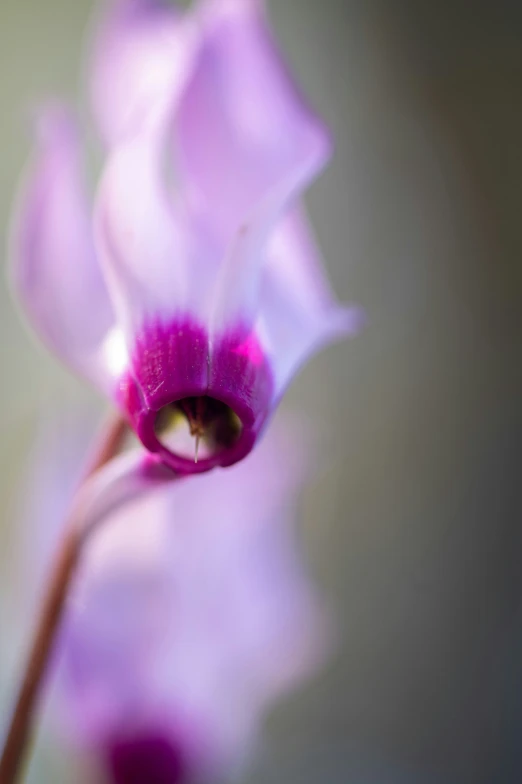 a purple flower with an oval green center