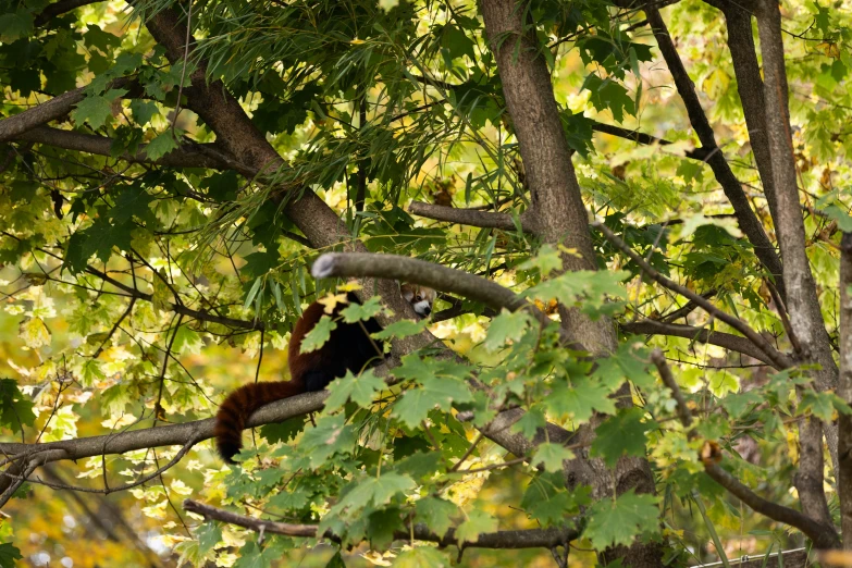 a monkey in a tree on top of a nch