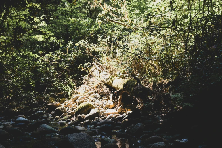 a stream with rock and foliage at night