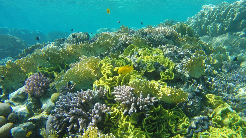 underwater corals and soft corals with yellow and blue fish