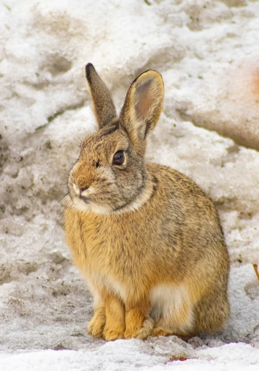 a rabbit with a short ears is sitting in the snow