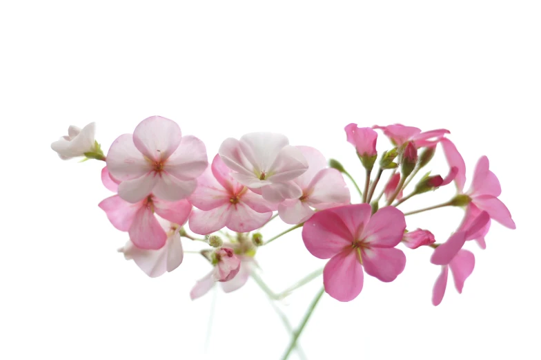 pink and white flowers on a clear vase