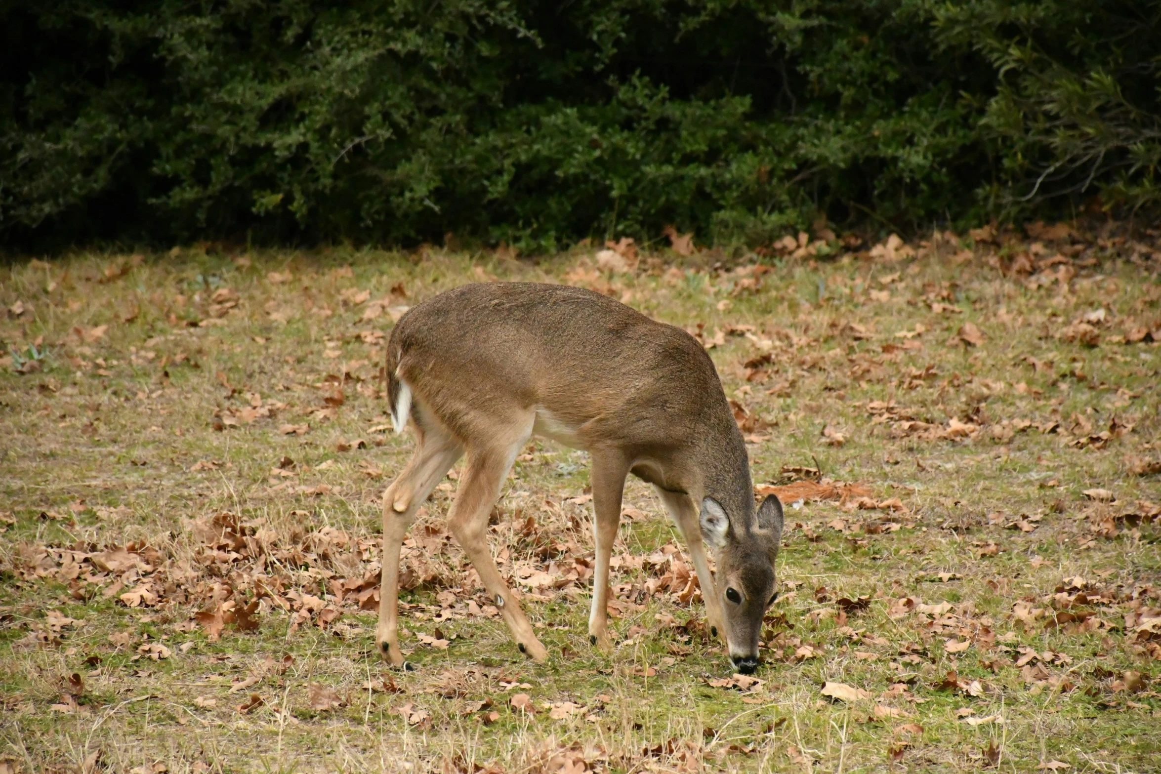 a deer that is standing in some grass