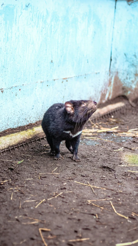 a small animal standing near the ground with its head on its paws