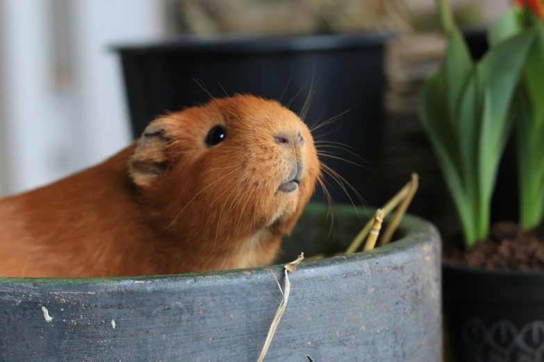 a hamster sticks its head out from under a potted plant