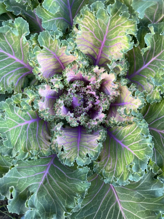 a large green and yellow flower with leaves around it