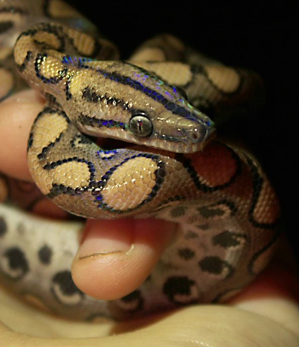 a close up of a person holding a small brown and white snake