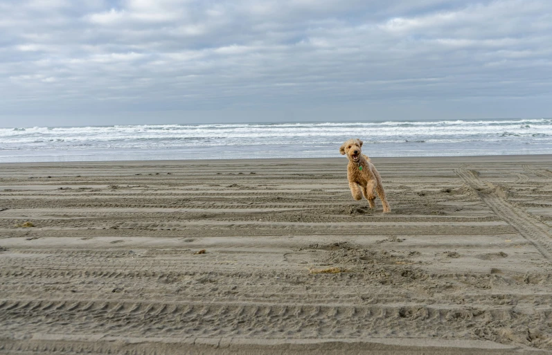 a dog on the beach looking at the water