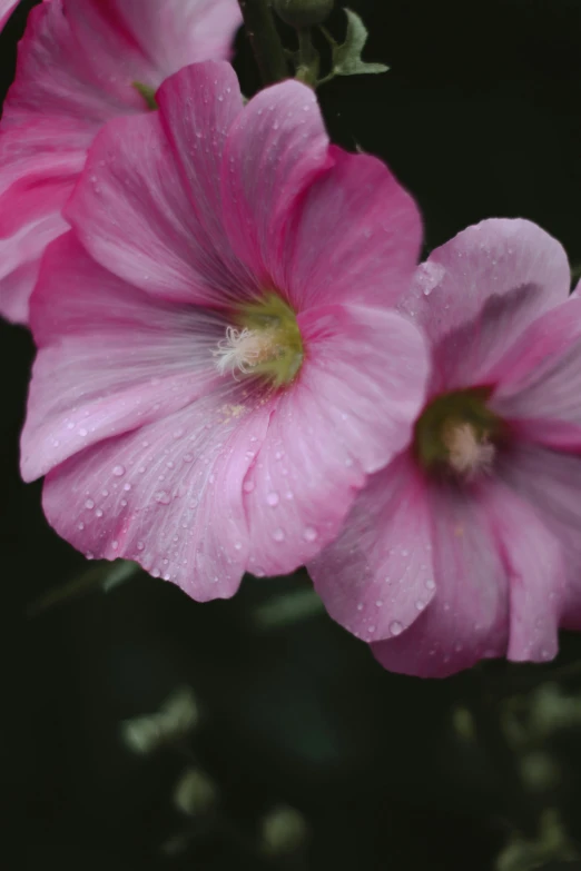 pink flowers are on a tree nch with water droplets