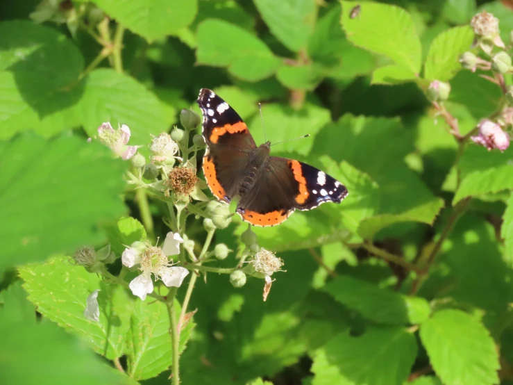 a large orange and black erfly sitting on top of a green plant