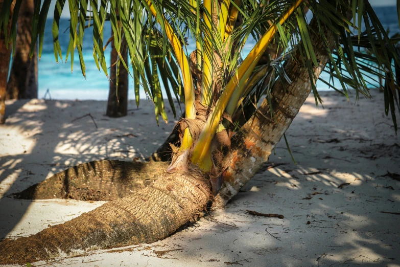 large tree trunks hang over the sand at a beach