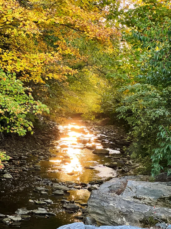 a creek flows in between the rocks and trees