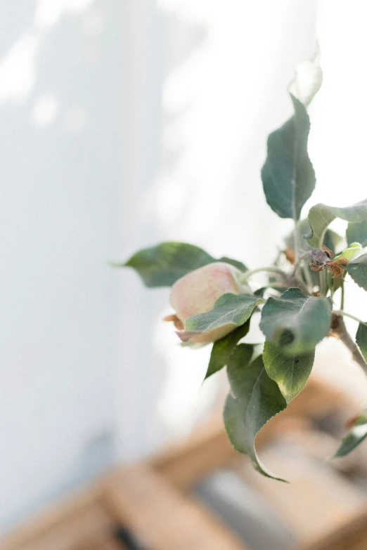 there is a plant that has buds growing on it