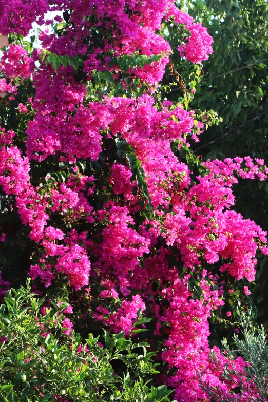 a pink bush filled with lots of purple flowers