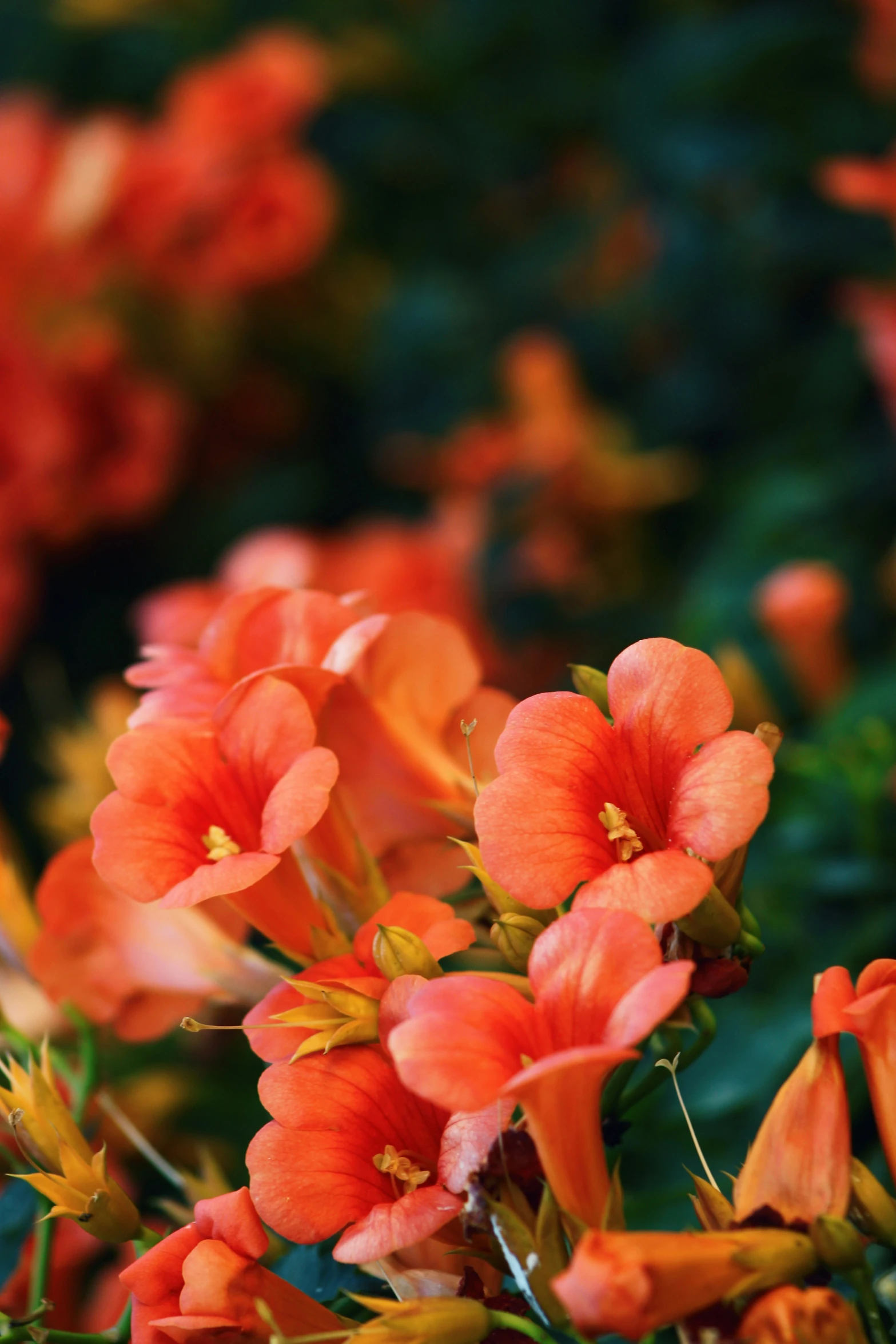 a bunch of orange flowers are growing together