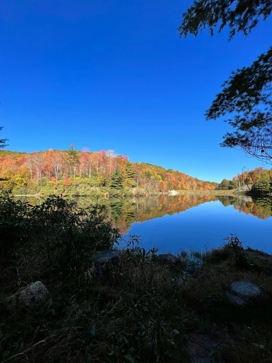 blue lake surrounded by woods with trees and grass