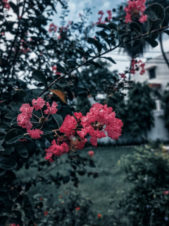 flowers bloom in front of a house on a cloudy day