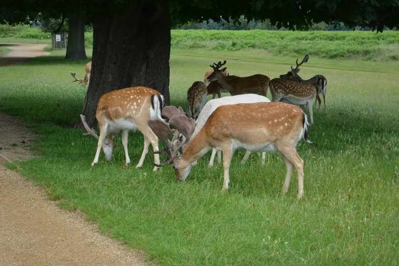 some animals are grazing on grass by the tree