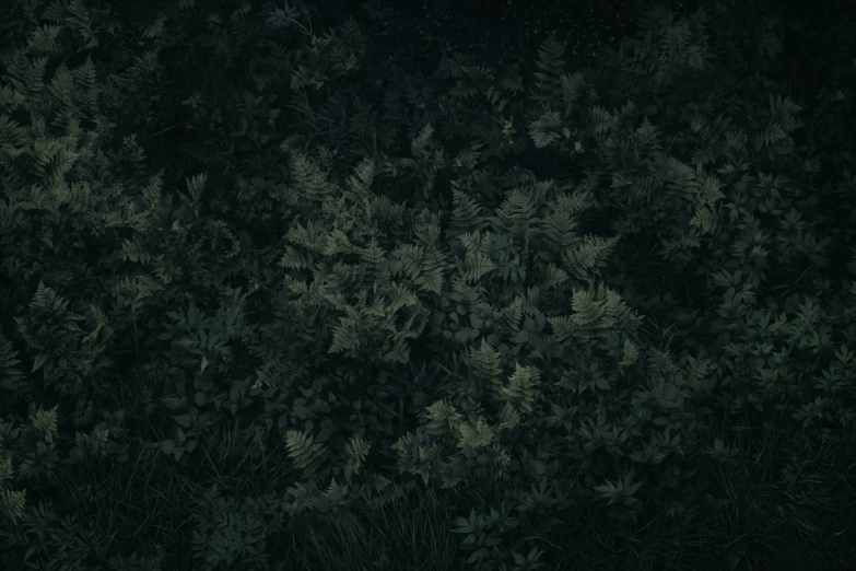 view of trees at night from above in the dark