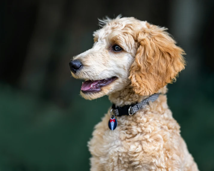 a dog sits looking at soing from the side