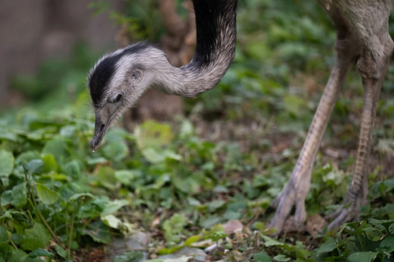 an antelope stretching for food in the brush