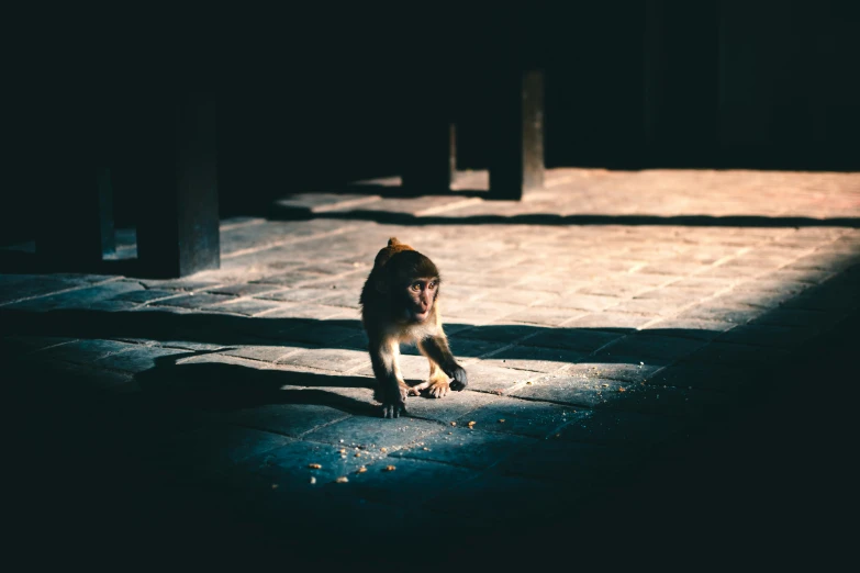 a monkey standing on its hind legs on the floor