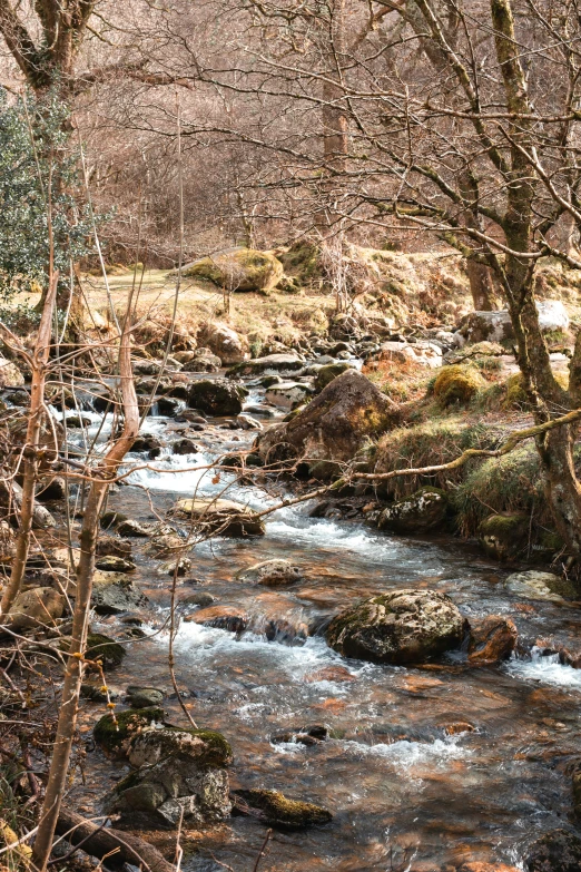 a river running between two tall leafless trees