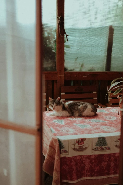 a cat rests on top of the table at a ski resort