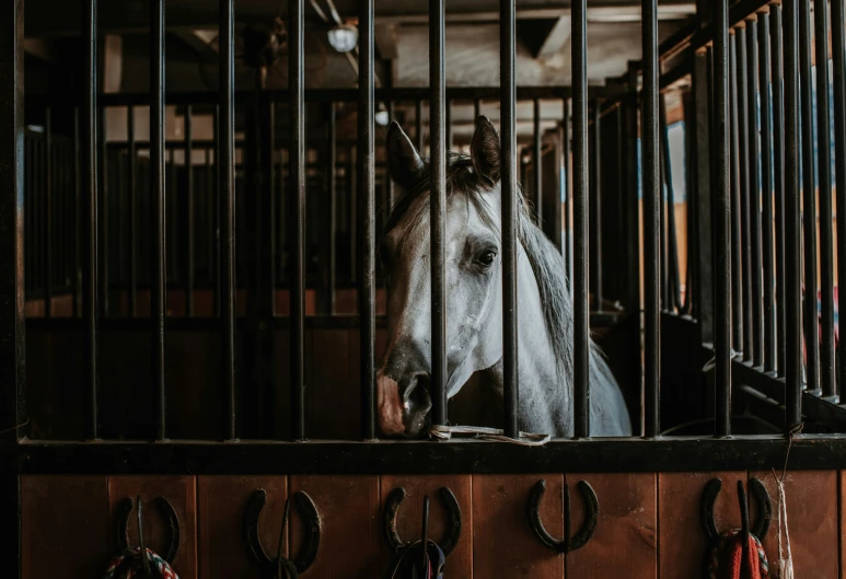 a horse behind a cage in a building