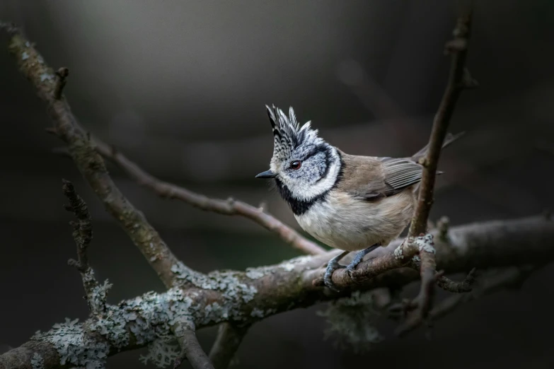 a small brown and white bird on a nch