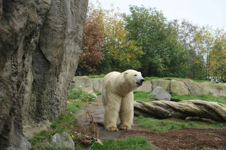 the polar bear looks up to his left on the rocks