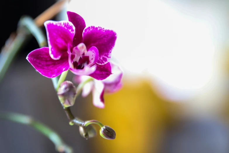 a single purple flower on the stem