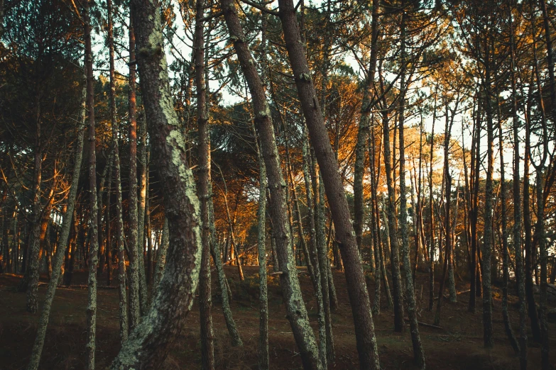 trees without leaves in the woods on an autumn day