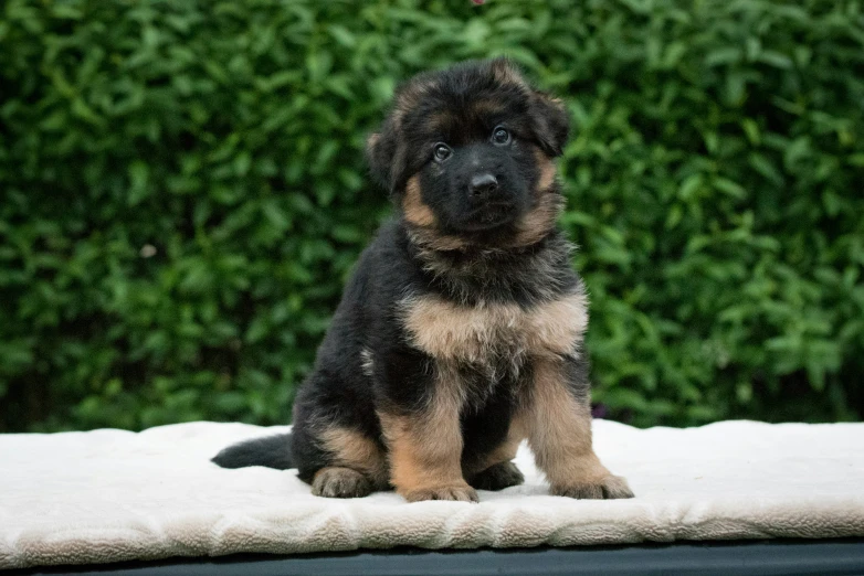 a puppy sitting on top of a bed in the grass