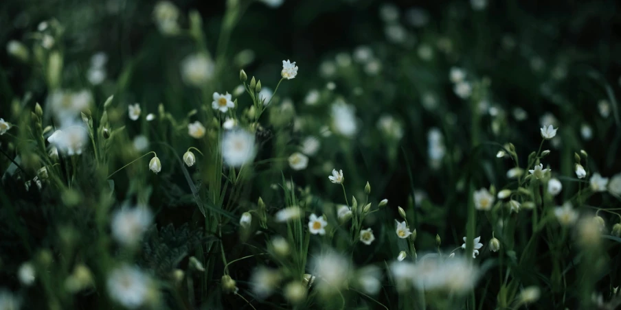 a field filled with lots of white flowers next to green leaves