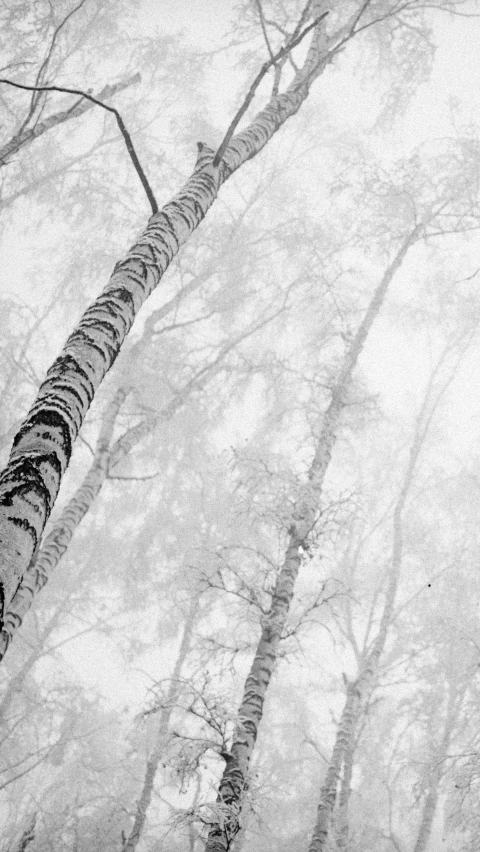 a single birch tree reaching up into a cloudy sky