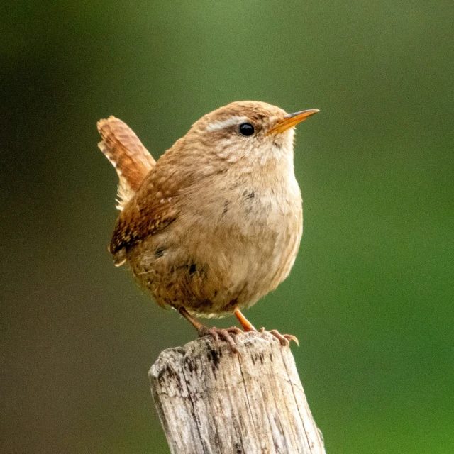 a bird with feathers perched on a stump