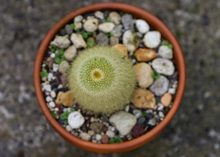 small green cactus in a round brown flower pot