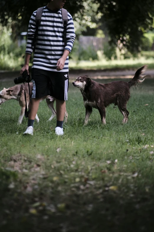 two dogs are standing behind the man in striped shirt