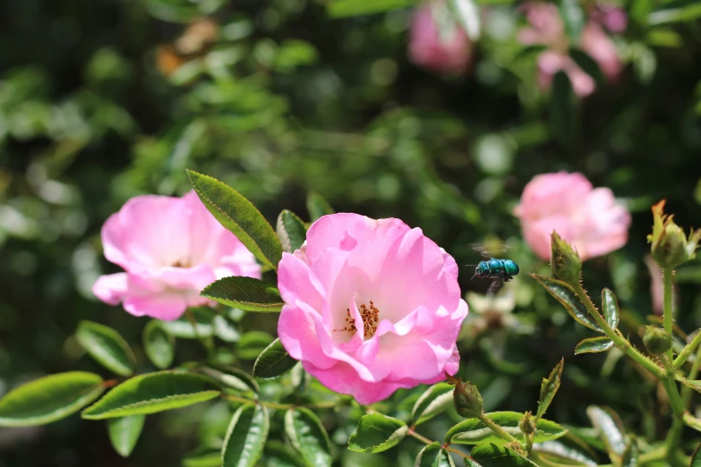 a picture of pink flowers that is blooming