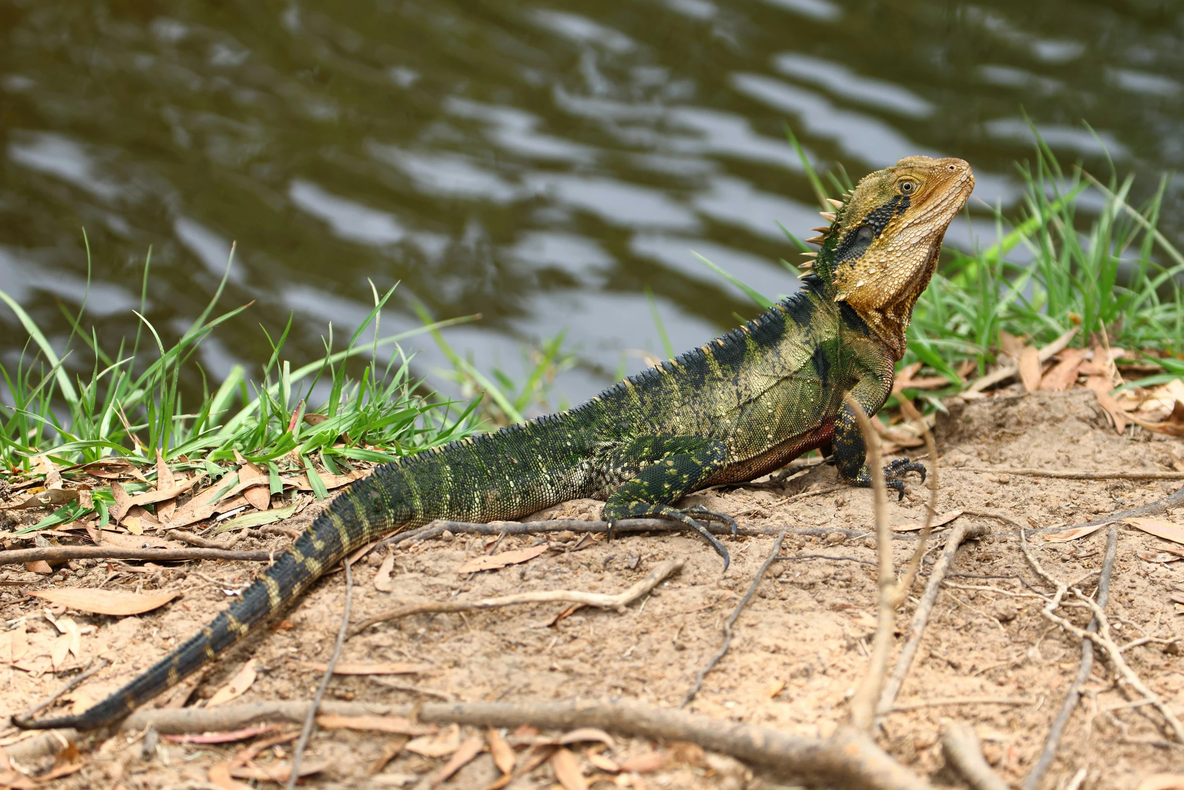 a lizard that is standing in the sand