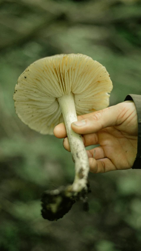 a mushroom is held by someone holding it