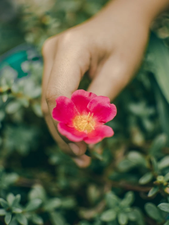 a person holding out their hand for the camera on some green plants