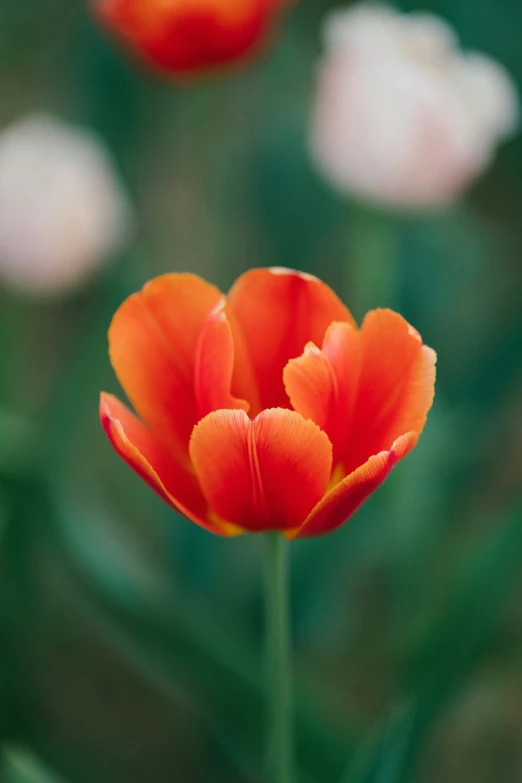 an orange tulip that has been turned yellow