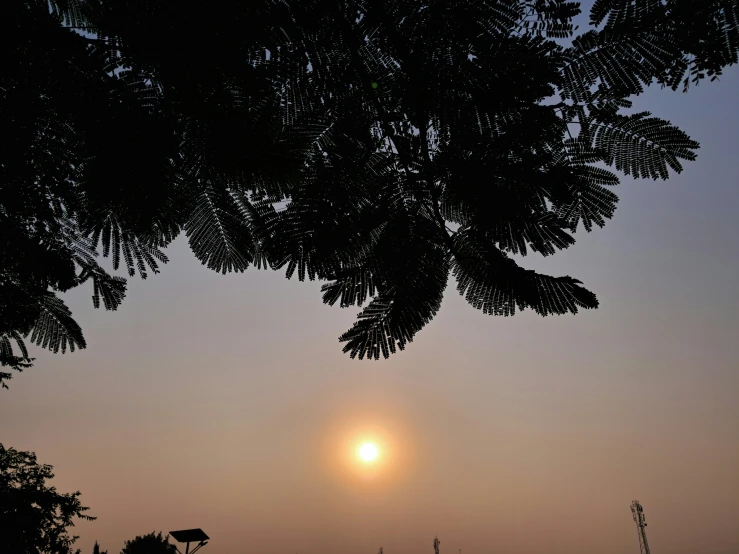 the sun behind some tree nches, on a hazy evening