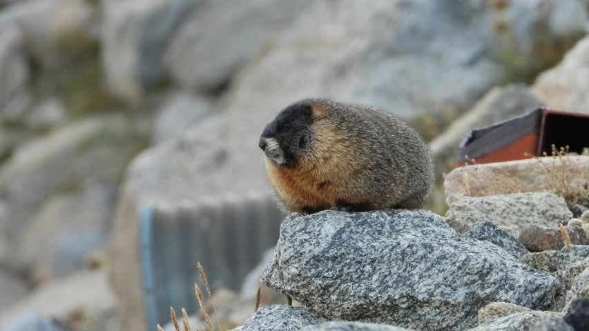 a small animal sitting on some rocks and some grass