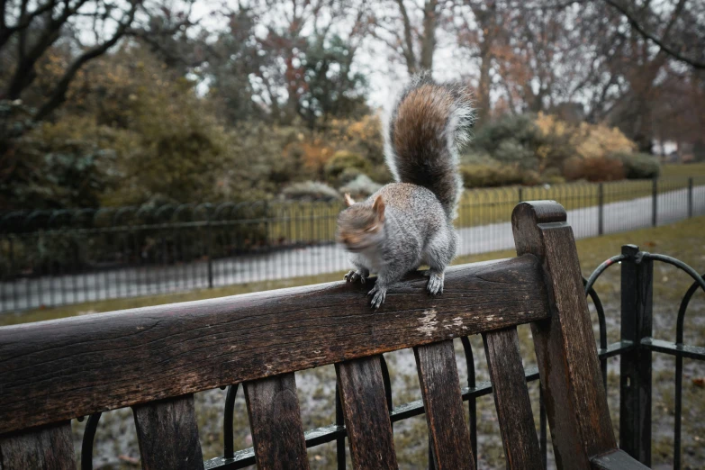 a squirrel is on a wooden rail with his tail back