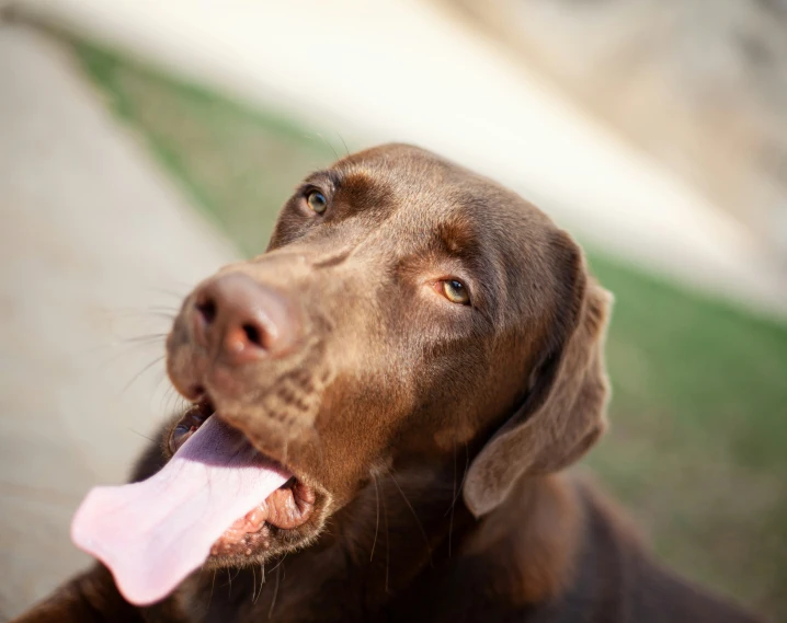 the large brown dog has its tongue out